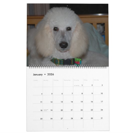 Unsere wunderschönen Standard Poodles 2011 Kalender (Jan 2026)