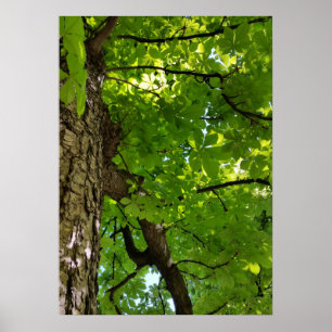 unter dem Baum Poster