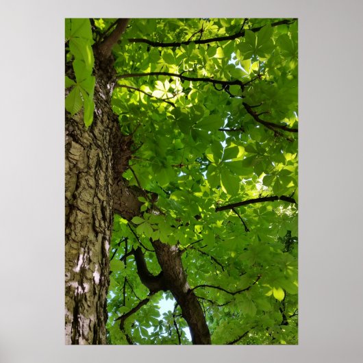 unter dem Baum Poster (Vorne)
