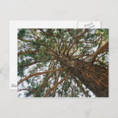 Unter dem Baum Postkarte (Vorne/Hinten)