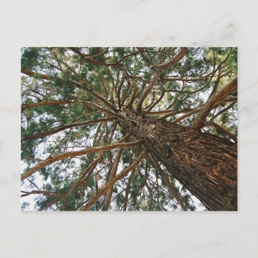 Unter dem Baum Postkarte (Vorderseite)