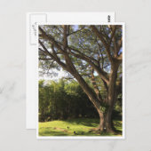 Unter dem Regenbaum Postkarte (Vorne/Hinten)