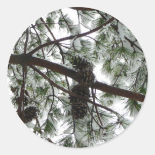 Unter dem schneebedeckten Kiefernbaum Winterfoto Runder Aufkleber