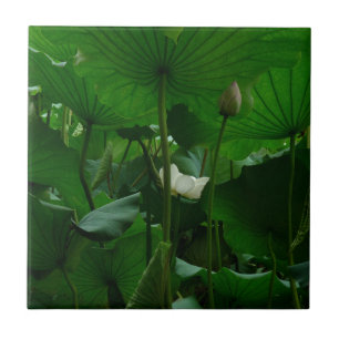 Unter den Lotus-Blätter Fliese