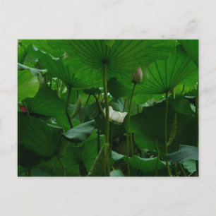 Unter den Lotus-Blätter Postkarte