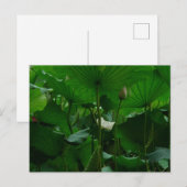 Unter den Lotus-Blätter Postkarte (Vorne/Hinten)