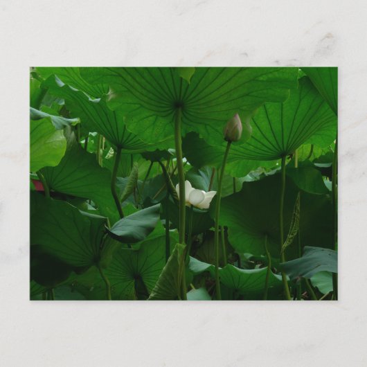 Unter den Lotus-Blätter Postkarte (Vorderseite)