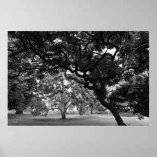 Unter den Magnolia Trees BW Poster