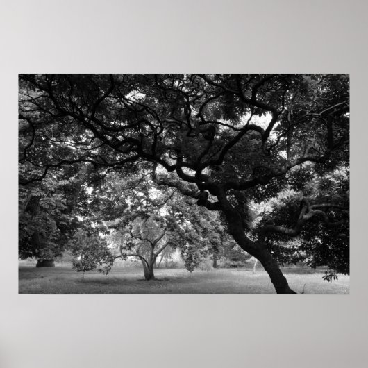 Unter den Magnolia Trees BW Poster (Vorne)