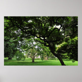 Unter den Magnolienbäumen Poster