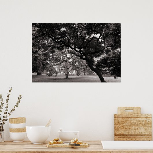 Unter den Magnolienbäumen - warme BW Poster (Küche)