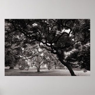 Unter den Magnolienbäumen - warme BW Poster