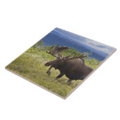 Unter den Weiden steht ein großer Bullenmaus Fliese (Seite)