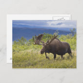 Unter den Weiden steht ein großer Bullenmaus Postkarte (Vorne/Hinten)