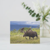 Unter den Weiden steht ein großer Bullenmaus Postkarte (Stehend Vorderseite)