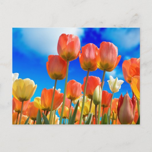 Unter einem Tulip Sky Postkarte (Vorderseite)