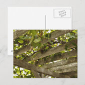 Unter einer Kulisse von Trauben Postkarte (Vorne/Hinten)