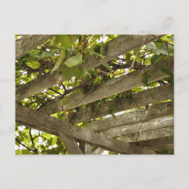 Unter einer Kulisse von Trauben Postkarte