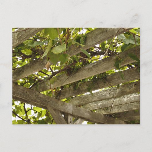 Unter einer Kulisse von Trauben Postkarte (Vorderseite)