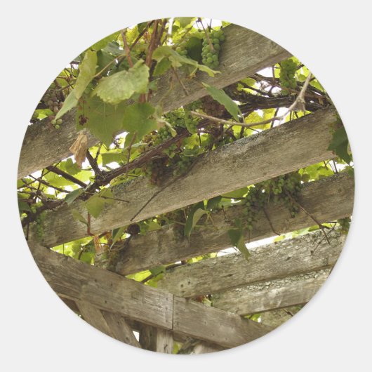 Unter einer Kulisse von Trauben Runder Aufkleber (Vorderseite)