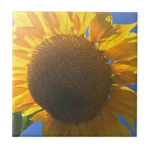 Unter einer Sonnenblume Fliese