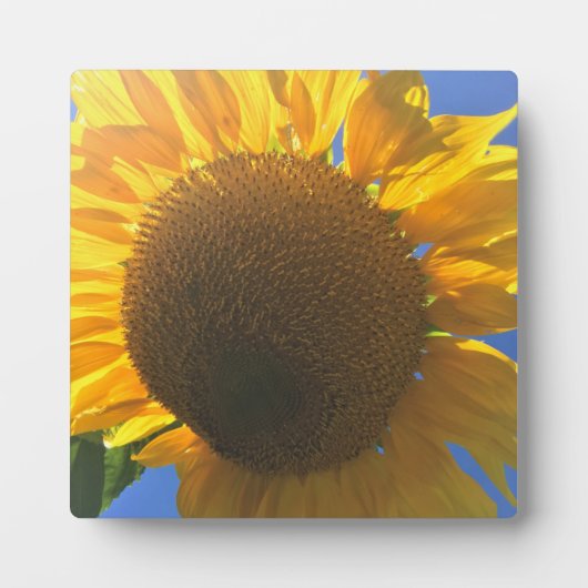 Unter einer Sonnenblume Fotoplatte (Vorderseite)