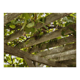 Unter einer Überdachung der Trauben Poster