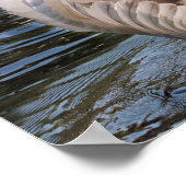 Unter seinen Flügeln schwänzen mit Cygnet Poster (Ecke)