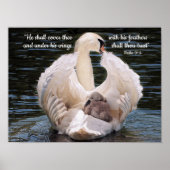 Unter seinen Flügeln schwänzen mit Cygnet Poster (Vorne)