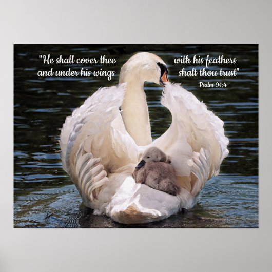 Unter seinen Flügeln schwänzen mit Cygnet Poster (Vorne)