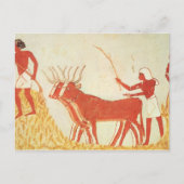 Unter Verwendung der Kühe, zum des Weizens zu Postkarte (Vorderseite)