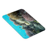 Unter Wasser, Korallenriff Magnet (Rechte Seite)