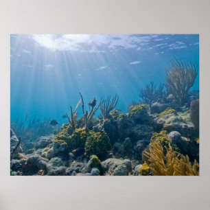 Unter WasserBiskaya NP Poster