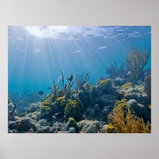 Unter WasserBiskaya NP Poster (Vorne)