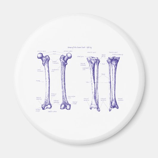 Unteres Limb Blau Magnet (Vorne)