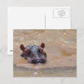 Unterhalb der Hippo-Postkarte Postkarte (Vorne/Hinten)