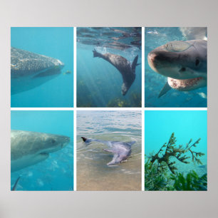 Unterhalb des Meeres leben Tiere Australien Poster