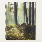 Unterpinsel im Wald Planer (Vorderseite)