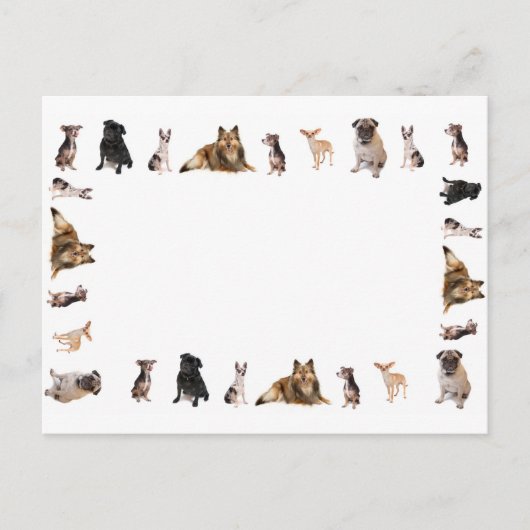 Unterschiedliche Hunderassen in Folge Postkarte (Vorderseite)