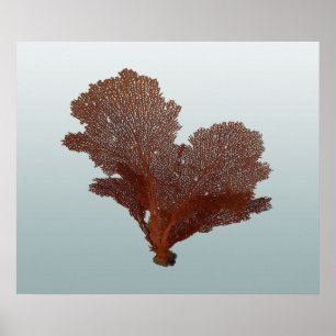 Unterseeangeln des Roten Meeres — Vintages Nautica Poster