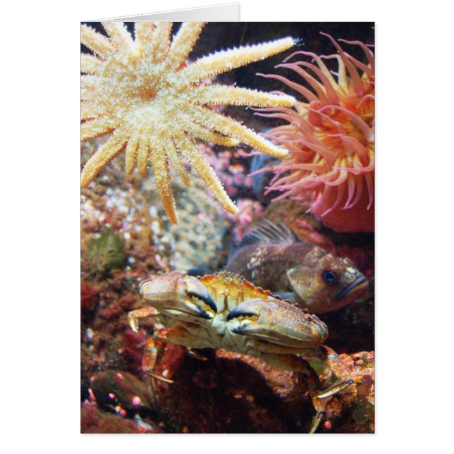 Unterseeisch (Vorne)