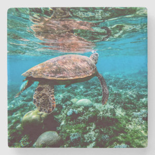 Unterseeische tropische Meeresschildkröte Steinuntersetzer