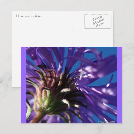 Unterseite eines Asters Postkarte (Vorne/Hinten)