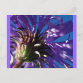 Unterseite eines Asters Postkarte (Vorderseite)