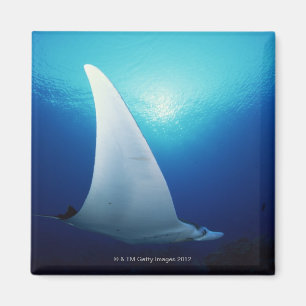 Unterseite eines Mantarochen Magnet