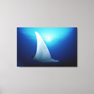 Unterseite eines Mantarochens Leinwanddruck