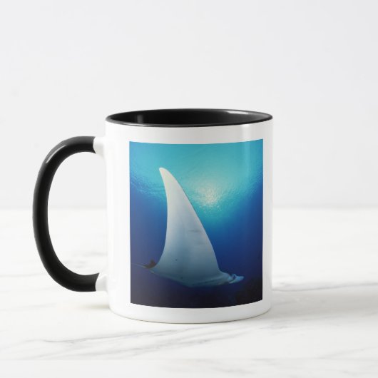 Unterseite eines Mantarochens Tasse (Links)