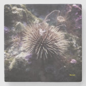 Untersetzer (Vorderseite)