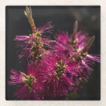 Untersetzer aus Bottlebrush, Bottlebrush, Unterset