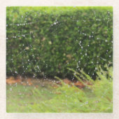 Untersetzer aus Glas - Spinnflechte mit Regentropf (Vorderseite)